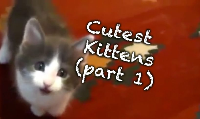 Cutest Kittens (Part 1)