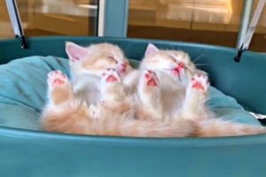 Cutest Munchkin Kitten Brothers Will Cheer Up Your Day