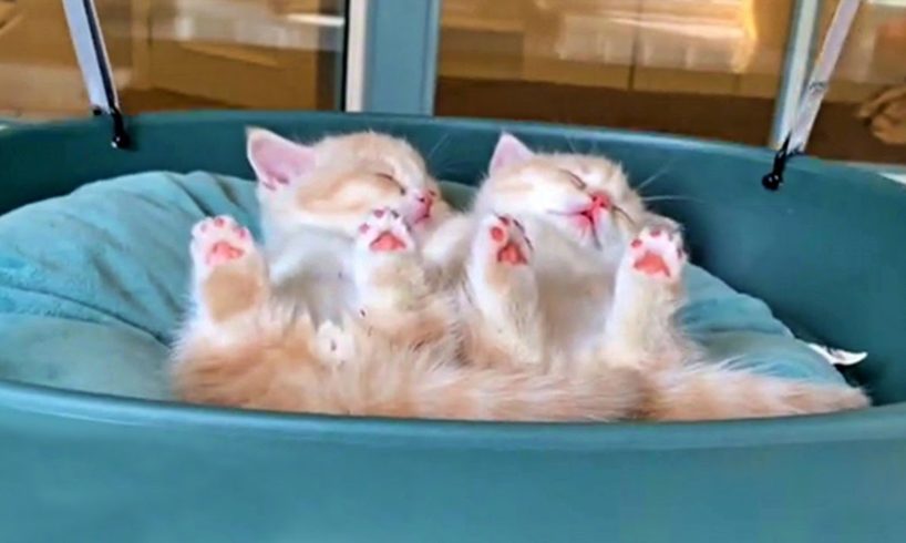 Cutest Munchkin Kitten Brothers Will Cheer Up Your Day