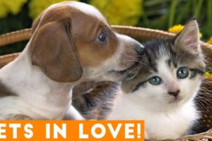 Cutest Pets in Love Compilation of 2018 | Funny Pet Videos