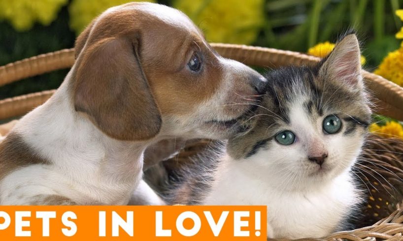 Cutest Pets in Love Compilation of 2018 | Funny Pet Videos