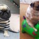 Cutest Pug Puppies Video Compilation - Funny Pug Compilation