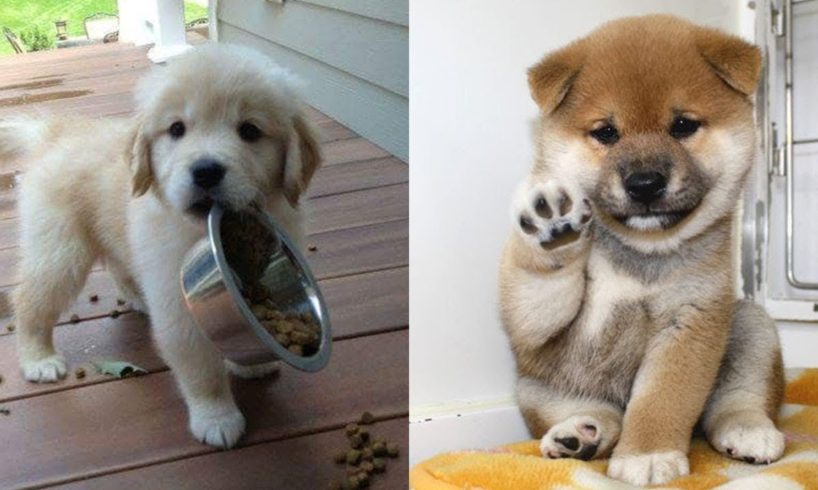 Cutest Puppies And Baby Animals Baby Cats - Baby Dogs - Cutest Puppies TV
