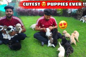 Cutest Puppies | Cute Puppies | Puppies | Cutest Dogs | Dog Kennel | Dog Farm in India