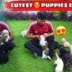 Cutest Puppies | Cute Puppies | Puppies | Cutest Dogs | Dog Kennel | Dog Farm in India