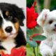 Cutest Puppies Doing Funny Things Animal Cuteness Overload