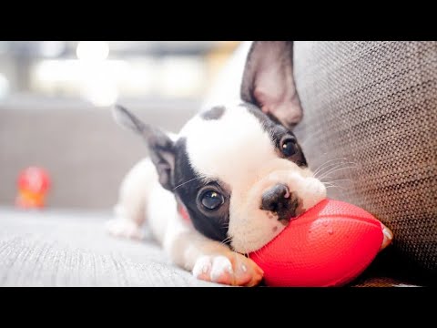 Cutest Puppies Ever Vlog