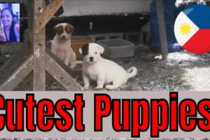 Cutest Puppies Ugly Momma | Street Puppy Needs Help | Help Rescue These Babys | Filipino Puppies