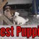 Cutest Puppies Ugly Momma | Street Puppy Needs Help | Help Rescue These Babys | Filipino Puppies
