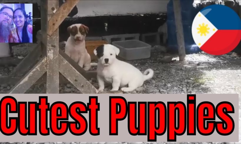 Cutest Puppies Ugly Momma | Street Puppy Needs Help | Help Rescue These Babys | Filipino Puppies