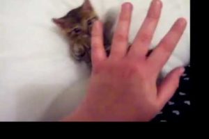 Cutest kitten ever! (She attacks my paw!)