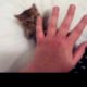 Cutest kitten ever! (She attacks my paw!)