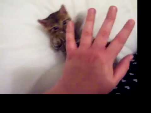 Cutest kitten ever! (She attacks my paw!)