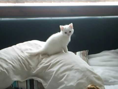 Cutest kitten ever, little Link!