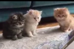 Cutest kittens in the world