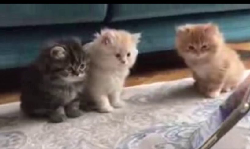 Cutest kittens in the world