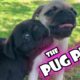 Cutest puppies, best cute puppy dogs, funny dogs, little kittens, lovely friendly pretty  pups,
