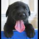 Cutest puppy EVER (Black Lab)