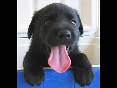 Cutest puppy EVER (Black Lab)