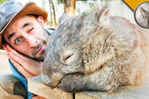 DON'T WAKE the WOMBAT?!