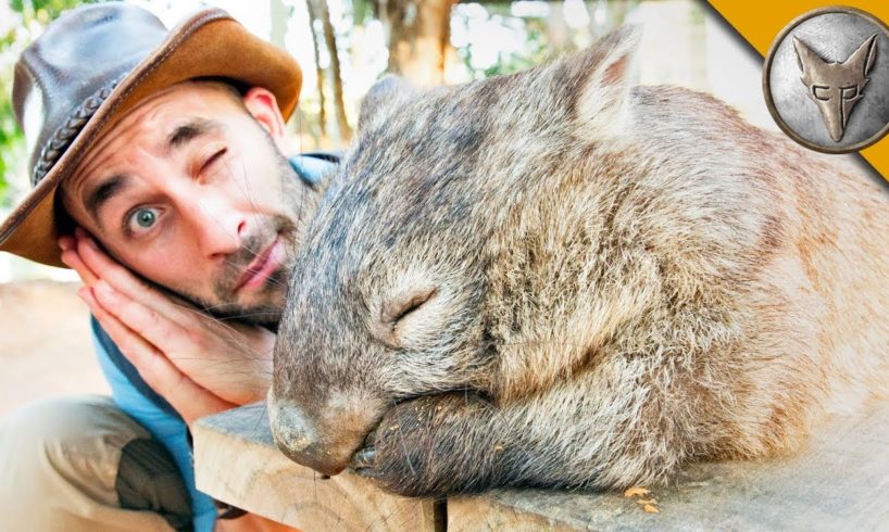 DON'T WAKE the WOMBAT?!