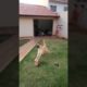 Dog Playing Brick