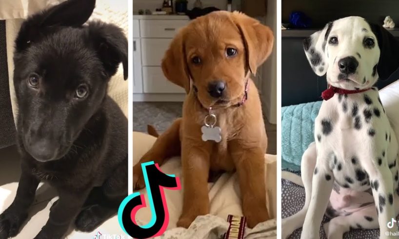 Dogs Doing Funny Things Tik Tok ~ Cutest Puppies TIKTOK Compilation  ~ Fluppy ~ 2020
