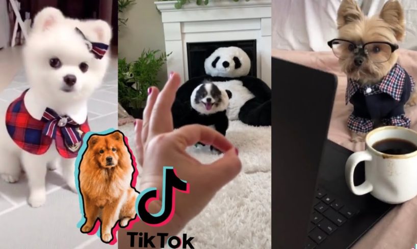 Dogs of TikTok ~ Funniest Compilation of Cutest Puppies on TIK TOK