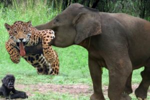 Elephant Herd Rescue Baby Gorilla Success From Leopard Climbing Tree Try To Catch -Baboon vs Leopard