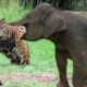 Elephant Herd Rescue Baby Gorilla Success From Leopard Climbing Tree Try To Catch -Baboon vs Leopard