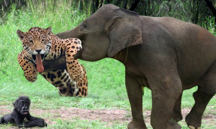 Elephant Herd Rescue Baby Gorilla Success From Leopard Climbing Tree Try To Catch -Baboon vs Leopard