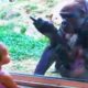 FUNNY VINE ★ Смешные сумасшедшие птицы нападают на детей #6 || Funny Animals Trolling Babies Videos