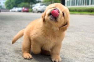Funniest & Cutest Golden Retriever Puppies #13- Funny Puppy Videos 2020