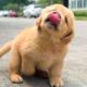 Funniest & Cutest Golden Retriever Puppies #13- Funny Puppy Videos 2020