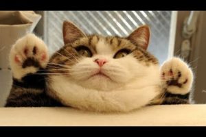 Funniest and Cutest Fat Cat Doing Funny Things -  Fat Cats Compilation