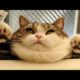 Funniest and Cutest Fat Cat Doing Funny Things -  Fat Cats Compilation