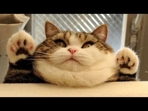 Funniest and Cutest Fat Cat Doing Funny Things -  Fat Cats Compilation