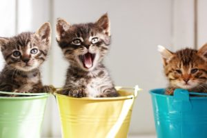 Funniest and Cutest Kittens - Try Not to Say Aww Challenge