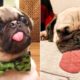 Funniest and Cutest Pug Dog Videos Compilation 2020 - Cutest Puppy #10