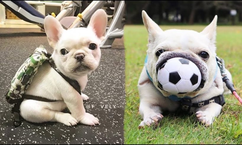 Funny and Cute French Bulldog Puppies Compilation #7 - Cutest French Bulldog