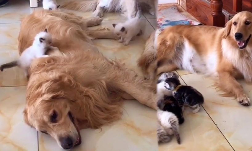 Golden Retrievers and Cute Tiny Kitten Army