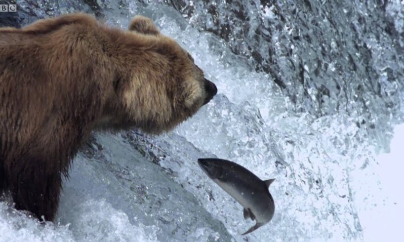 Grizzly Bears Catching Salmon | Nature's Great Events | BBC