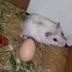 ? Hamsters Playing Together ? Cute And Funny Moments Of The Animals 3