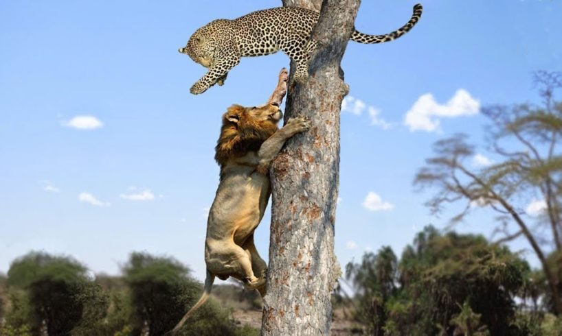 Incredible Battle for Survival - Wild Animals Fighting ! Lion vs Leopard | Leopard Attack Fail