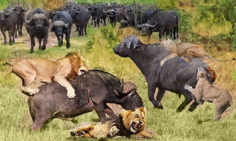 Lion vs Buffalo Battle is not never | Wild Animals Fight Lion Hunting Buffalo Survival Battle