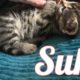 Meet Suki - the cutest kitten ( Γνωρίστε την Σούκη - το πιο γλυκό γατάκι)