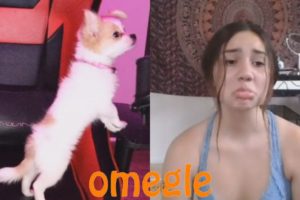 Omegle...But The WORLDS CUTEST PUPPY