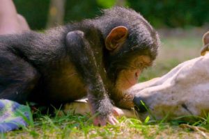 Puppies and Baby Chimpanzees Make The Cutest Friends | BBC Earth