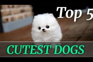 ?TOP 5 CUTEST DOGS || CUTEST PUPPIES || CUTEST DOGS BREED|| FLUFFY DOGS|| TEDDY || TINY PUPPIES❤️