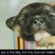 Ten cute puppies sleeping like babies Compilation ||Cutest Puppies Sleeping Videos 2020|| Dog Quotes